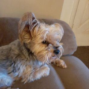 Meet your Posher, Wayne